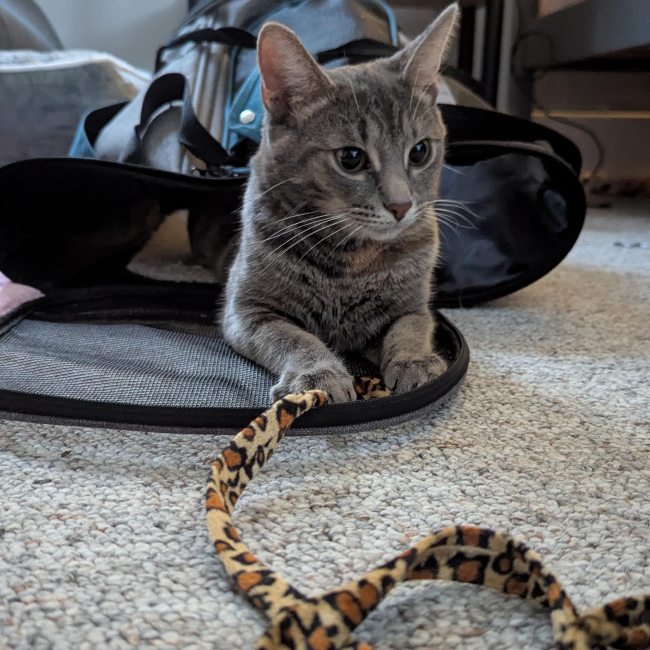 Snooki, a Adoptable Domestic Short Hair in Royal Oak, MI image 5/5