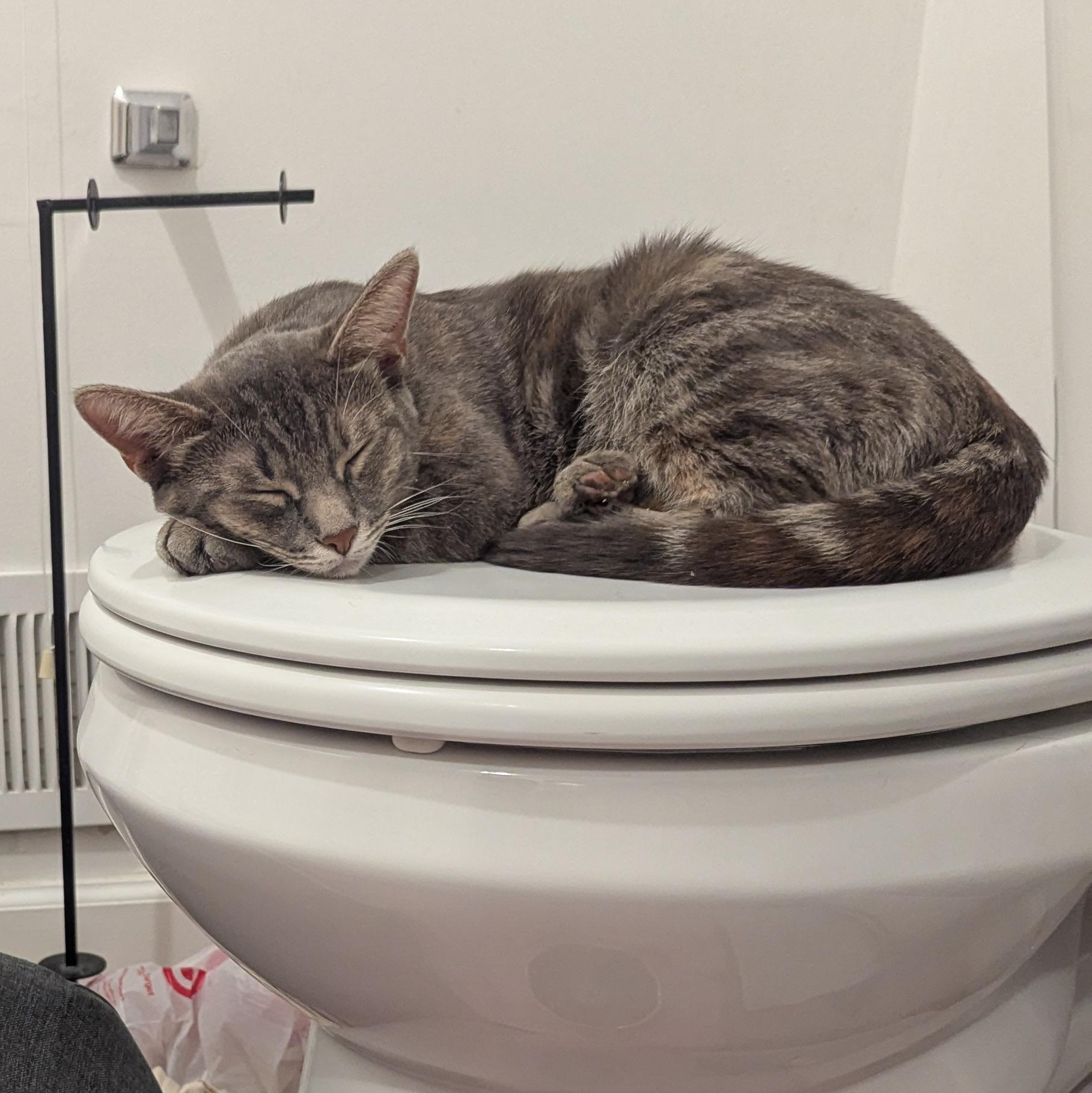 Snooki, a Adoptable Domestic Short Hair in Royal Oak, MI image 3/5