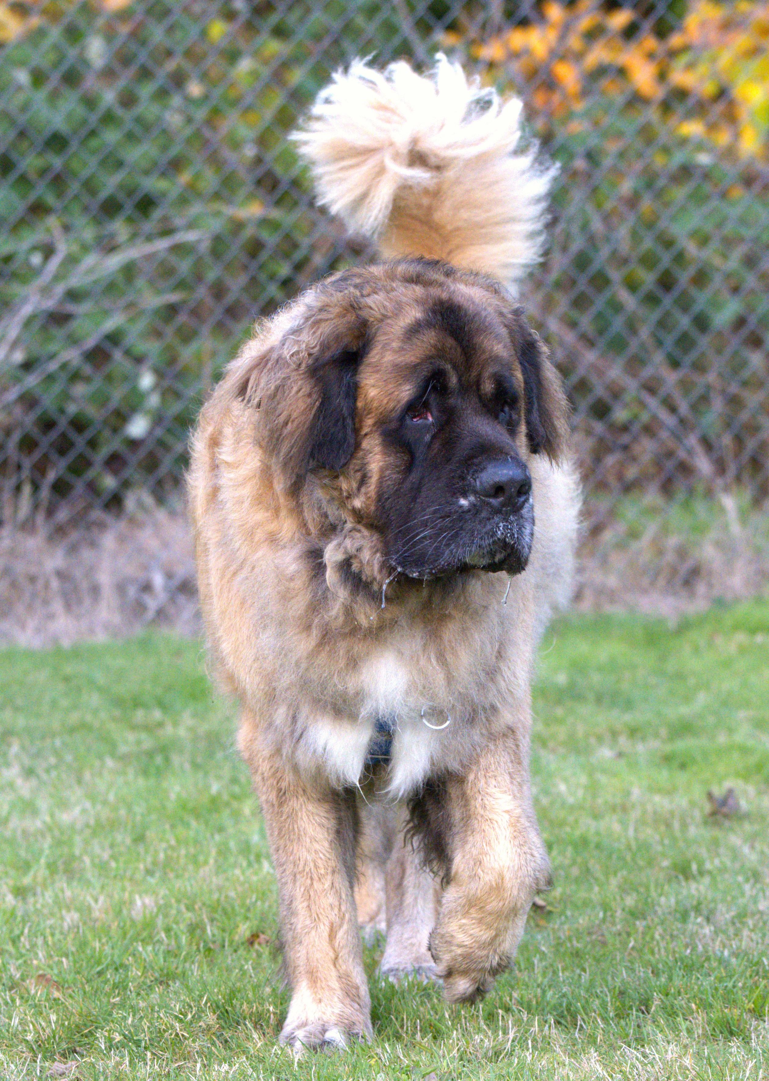 Enlarge Blue, a Adoptable mixed breed in Hoquiam, WA image 1/6