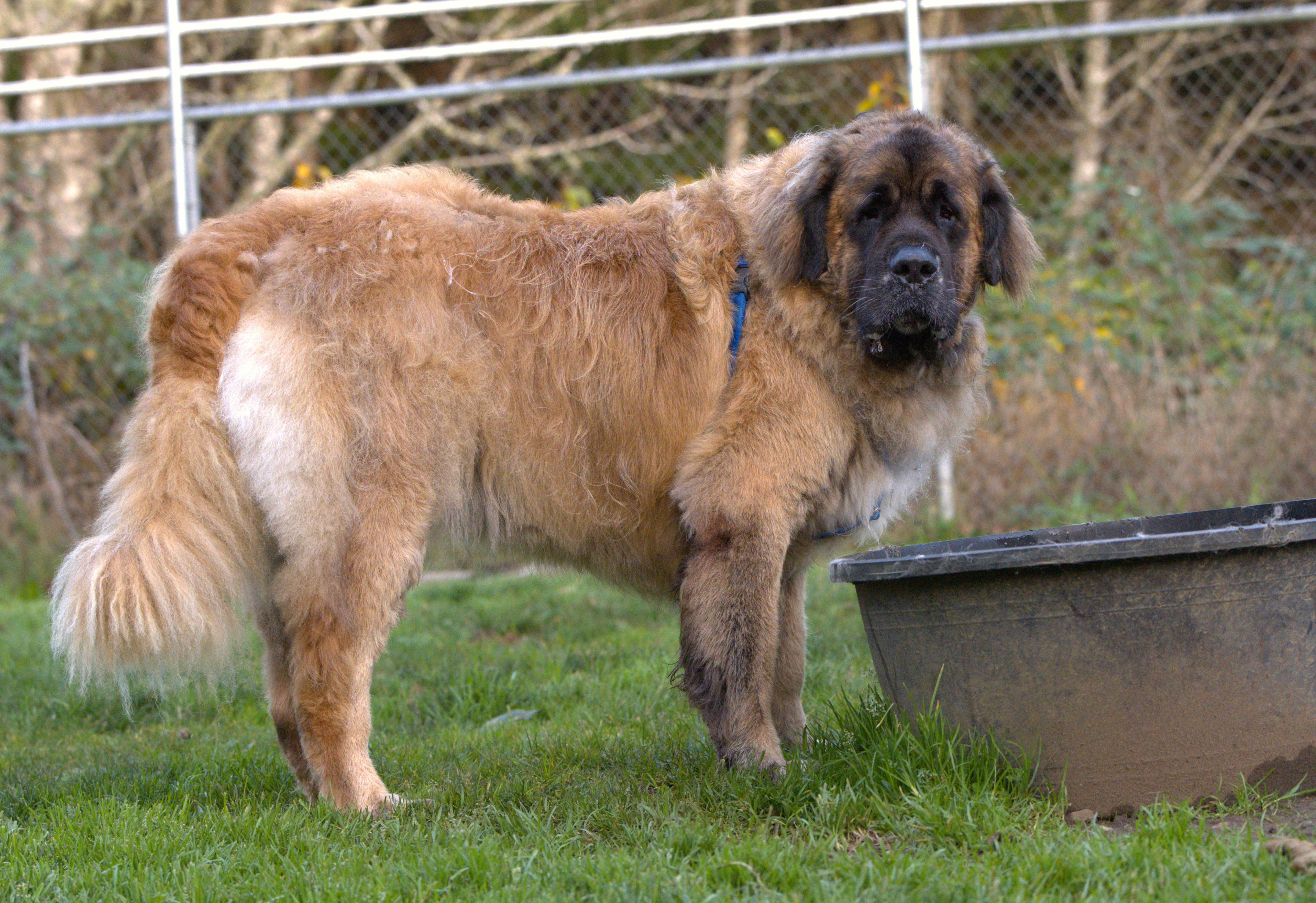 Enlarge Blue, a Adoptable mixed breed in Hoquiam, WA image 4/6