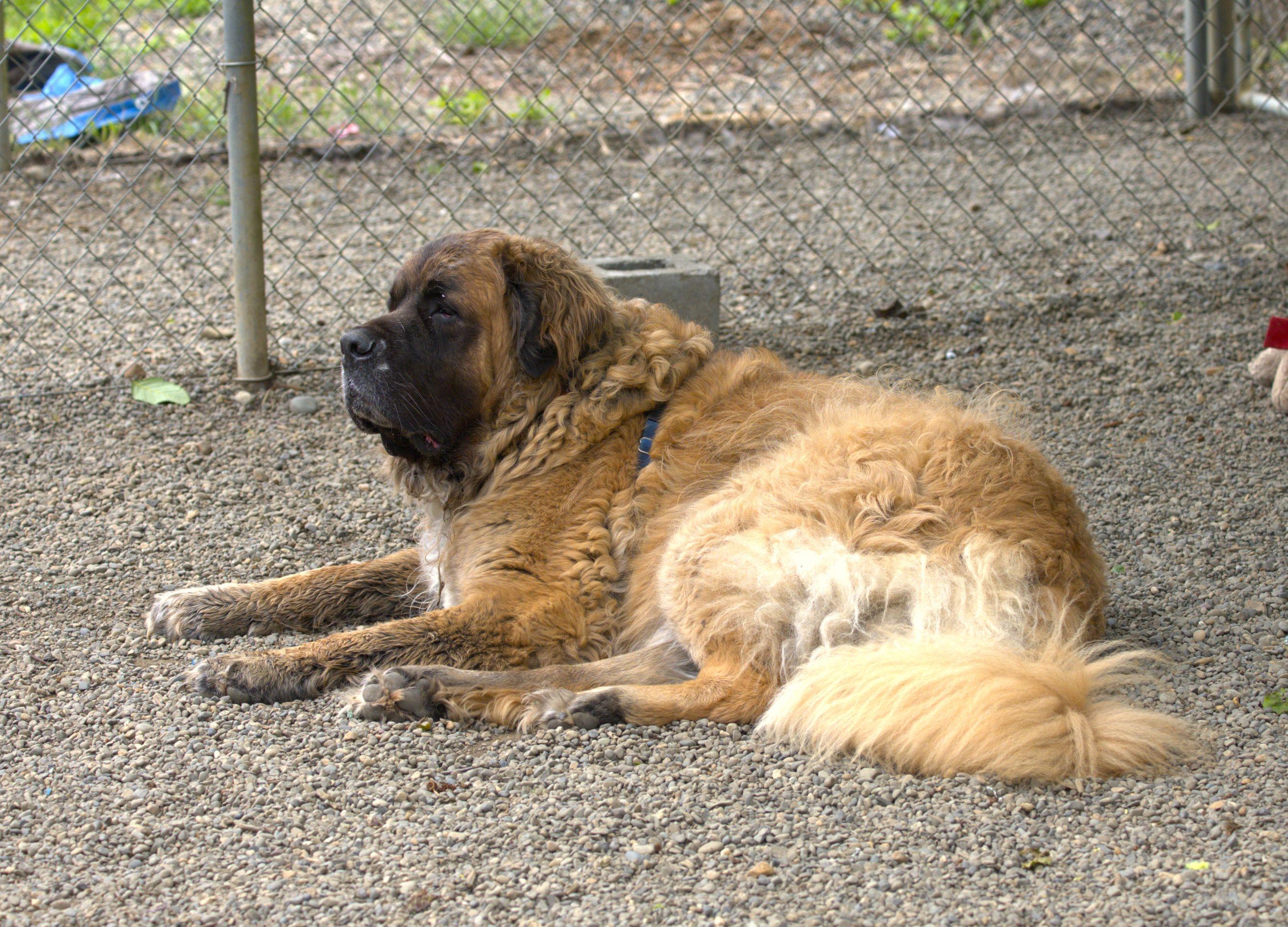 Enlarge Blue, a Adoptable mixed breed in Hoquiam, WA image 3/6
