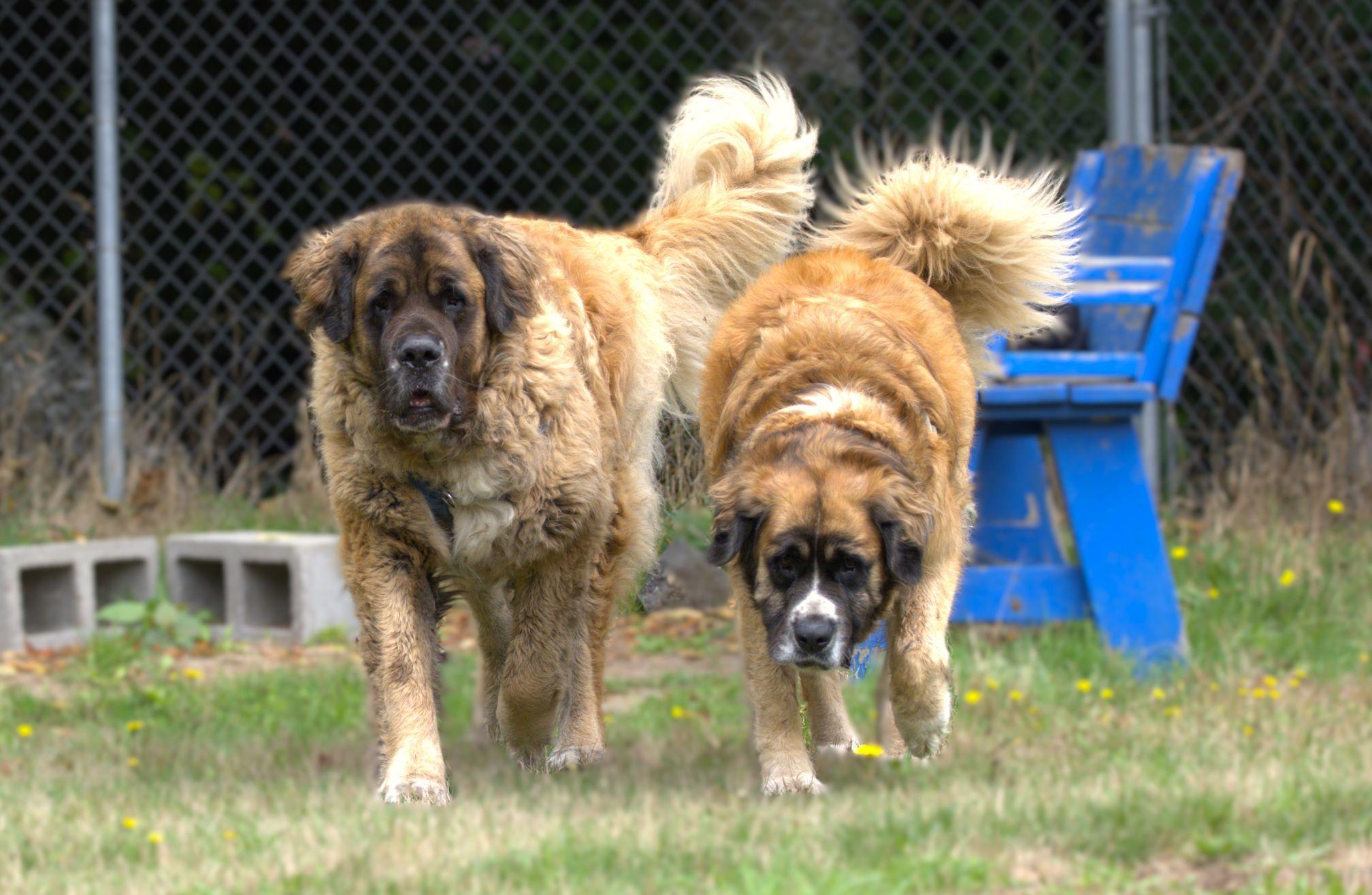 Enlarge Blue, a Adoptable mixed breed in Hoquiam, WA image 6/6