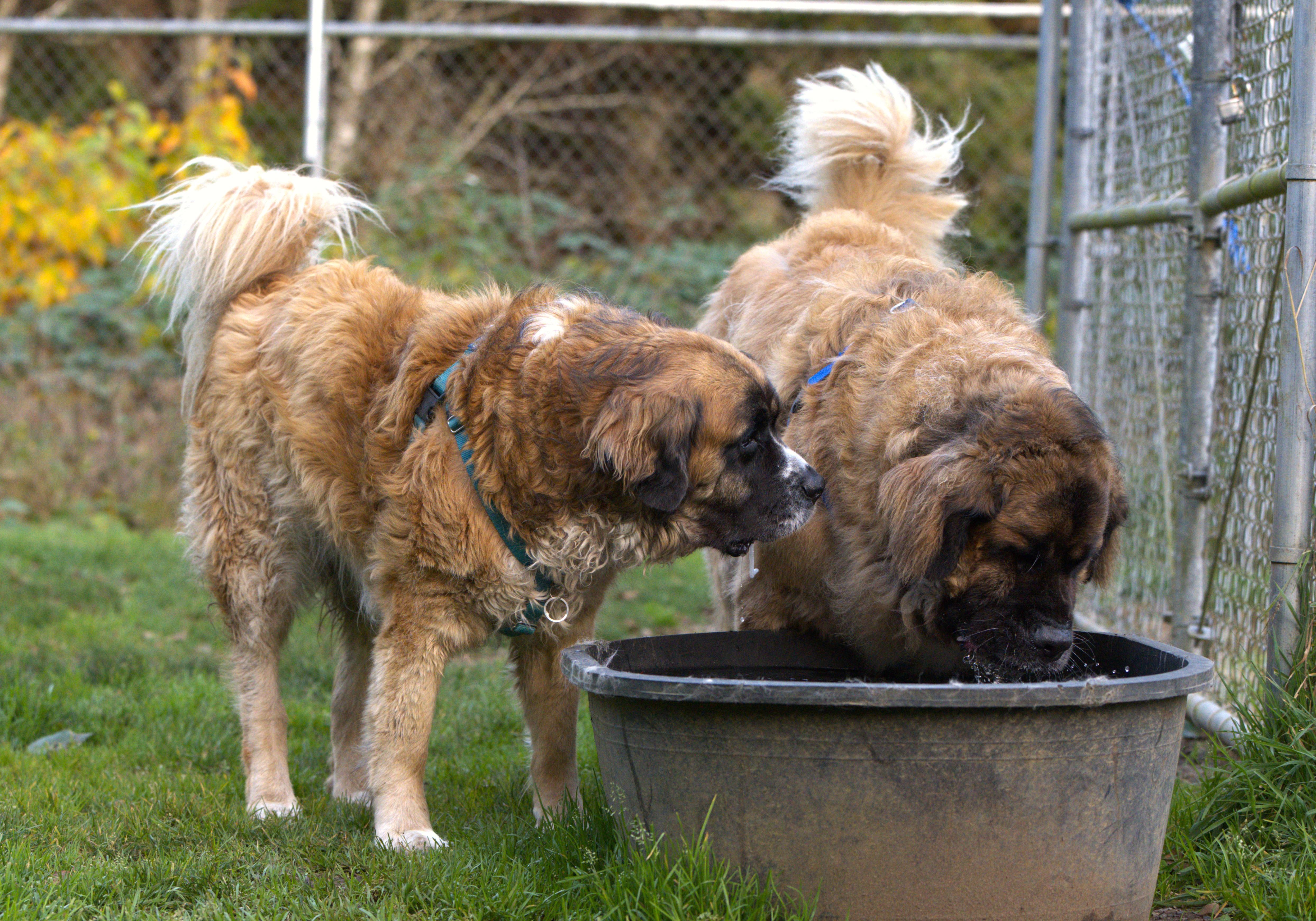 Enlarge Blue, a Adoptable mixed breed in Hoquiam, WA image 2/6