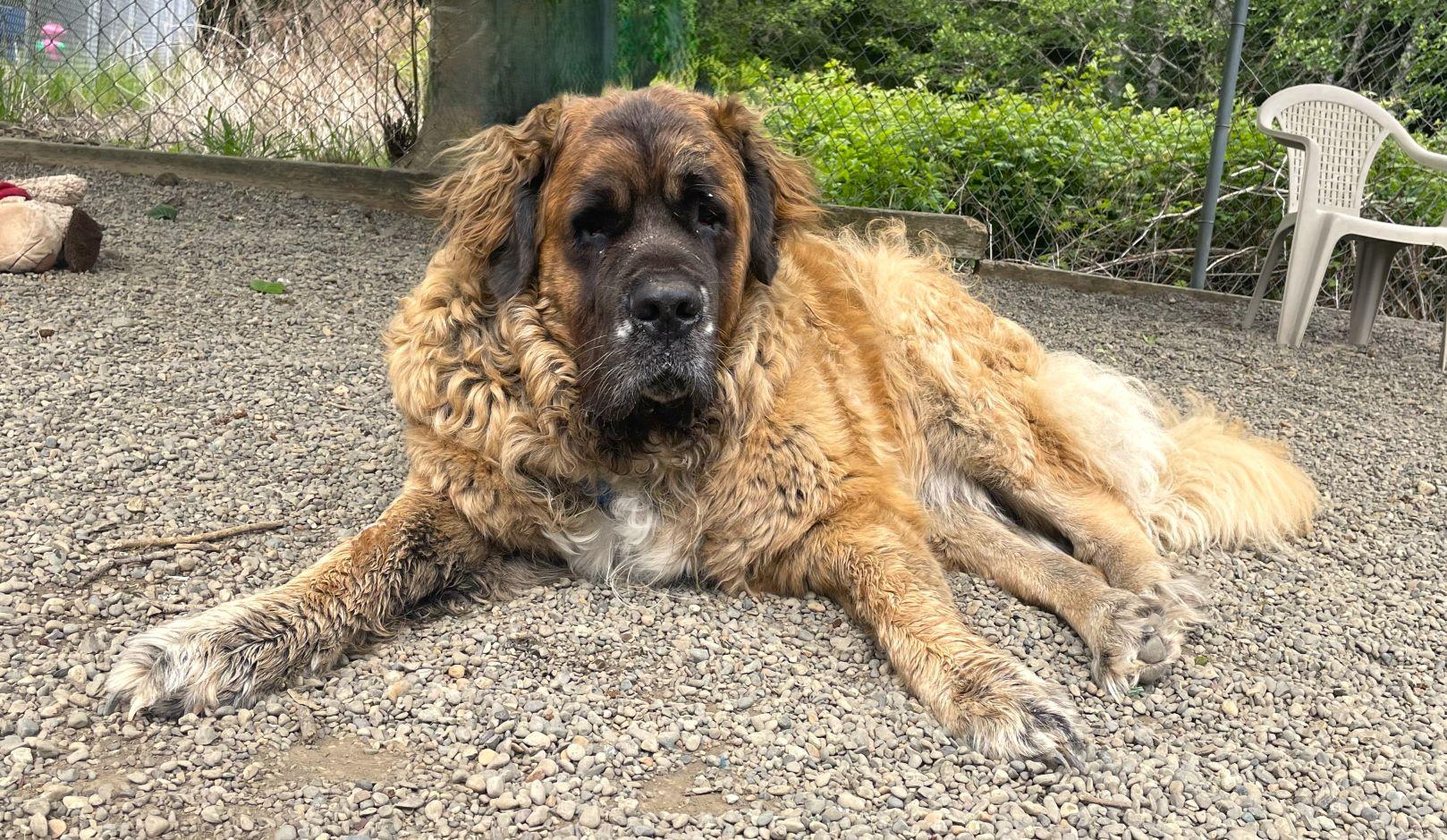 Enlarge Blue, a Adoptable mixed breed in Hoquiam, WA image 5/6