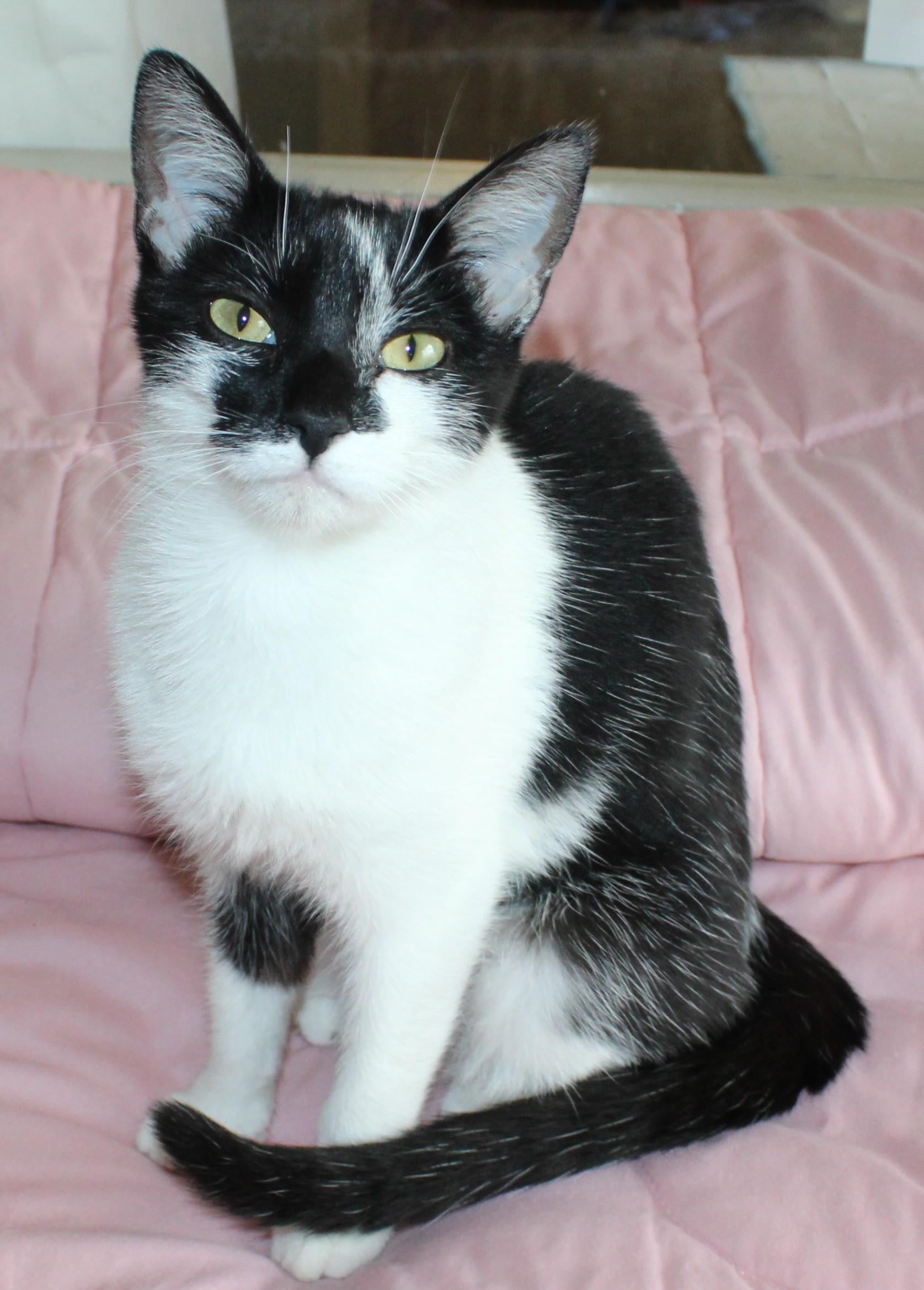 Enlarge Comet, a Adoptable mixed breed in Huron, SD image 4/4