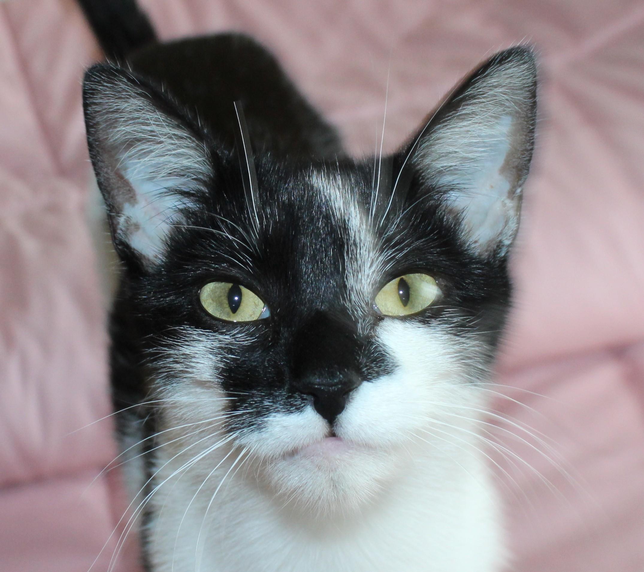 Enlarge Comet, a Adoptable mixed breed in Huron, SD image 2/4
