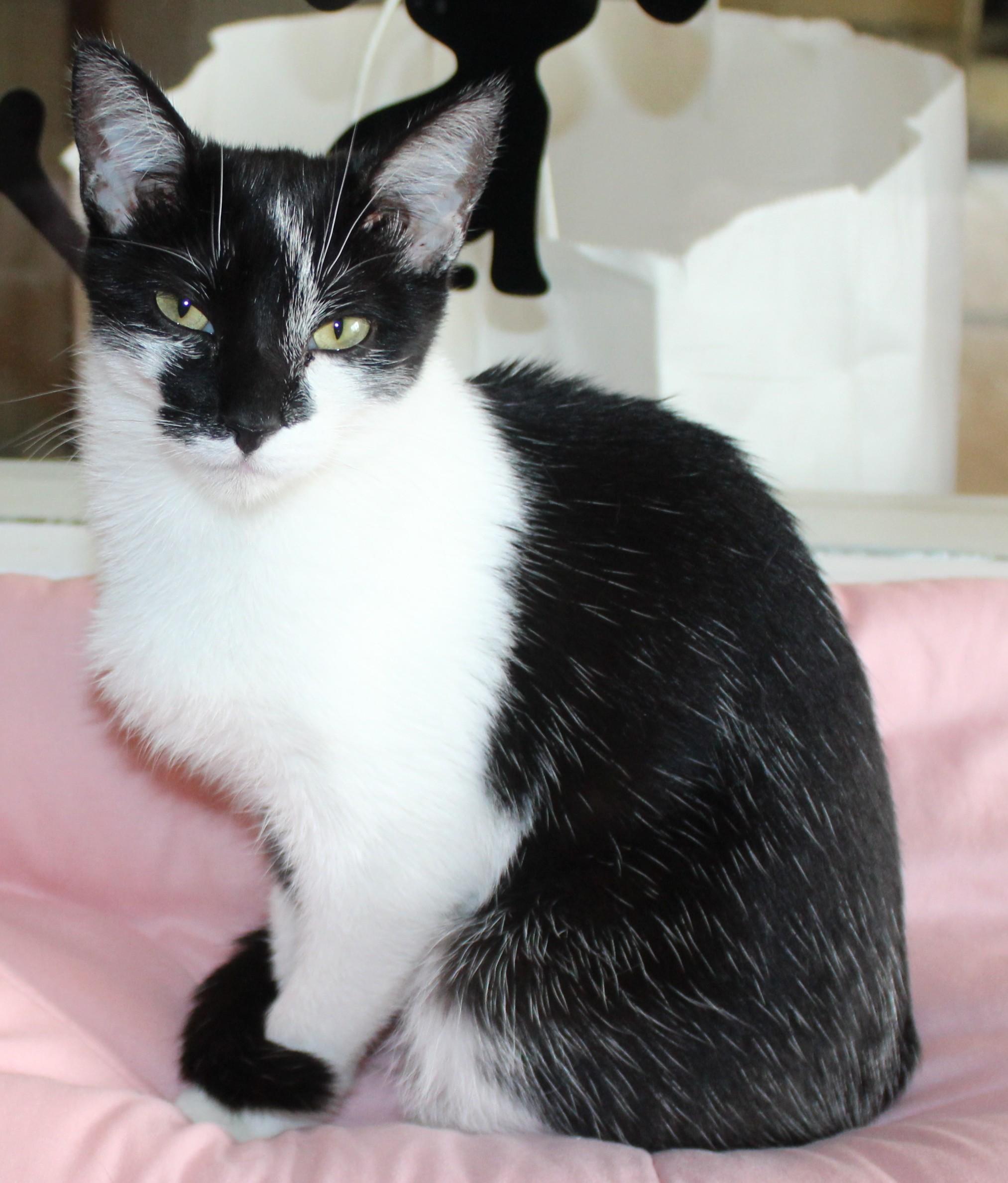 Comet, Adoptable, Young Female Domestic Short Hair.