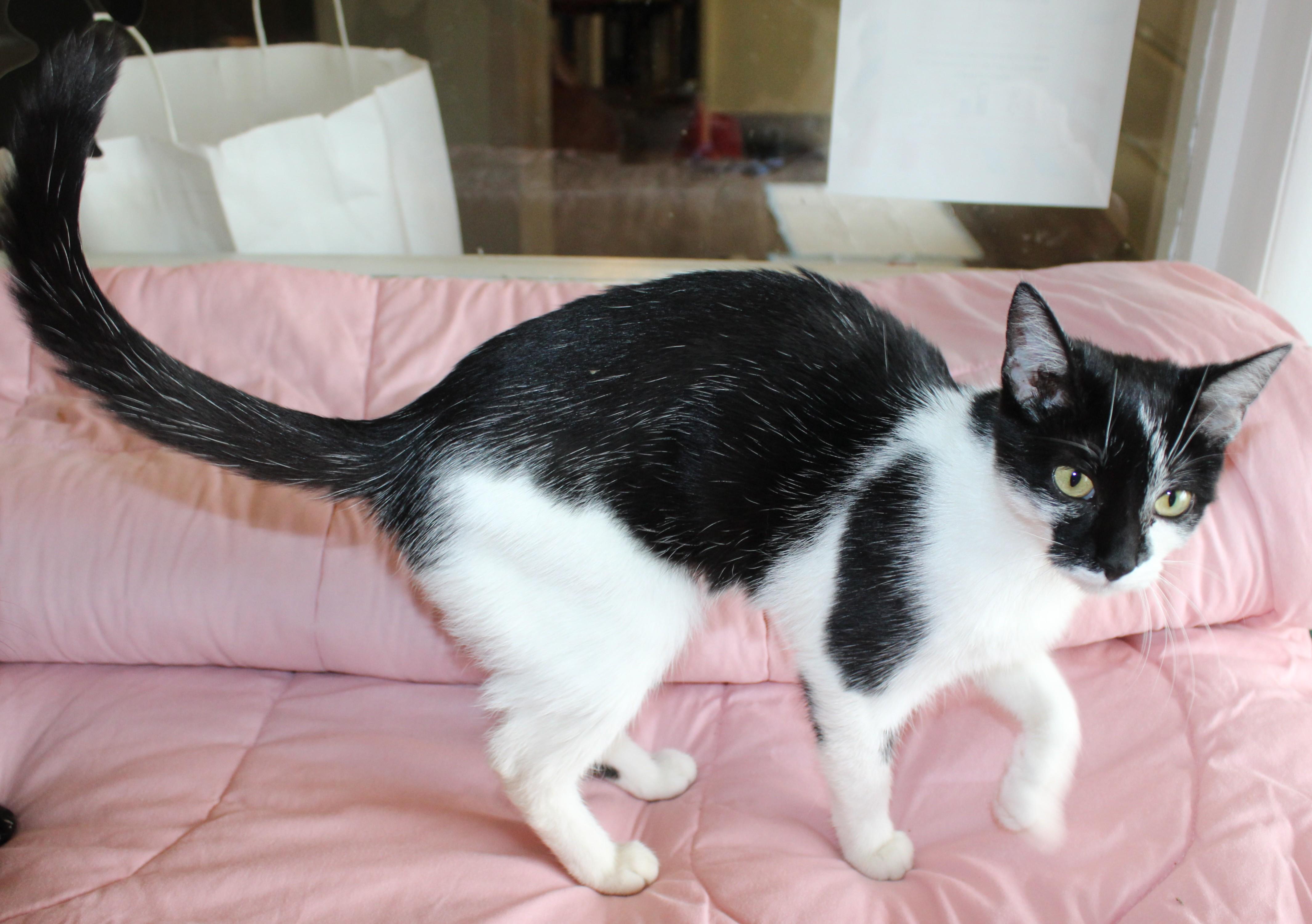 Enlarge Comet, a Adoptable mixed breed in Huron, SD image 3/4