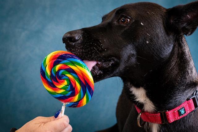 ROMEO, Adoptable, Young Male Siberian Husky & Mixed Breed.