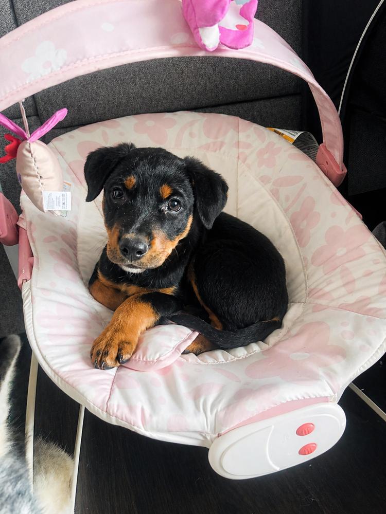 Molly May, Adoptable, Puppy Female Catahoula Leopard Dog.