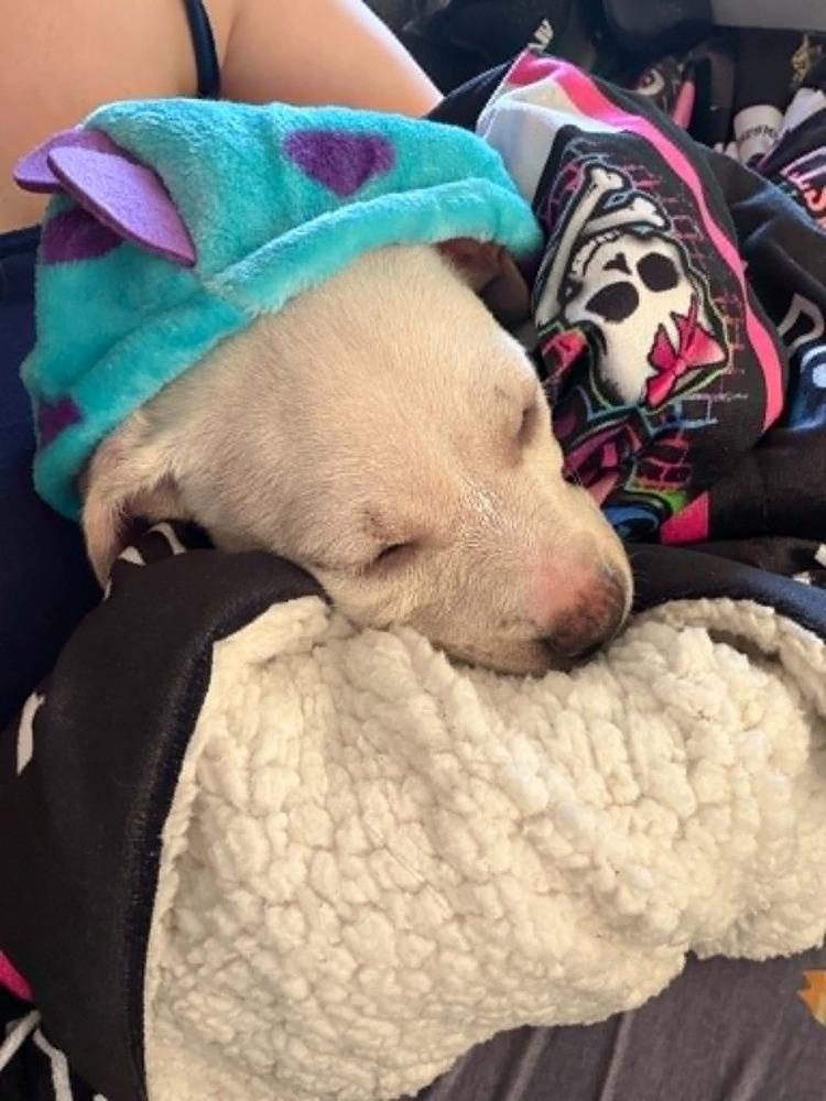 Milton, Adoptable, Puppy Male Labrador Retriever & Terrier.