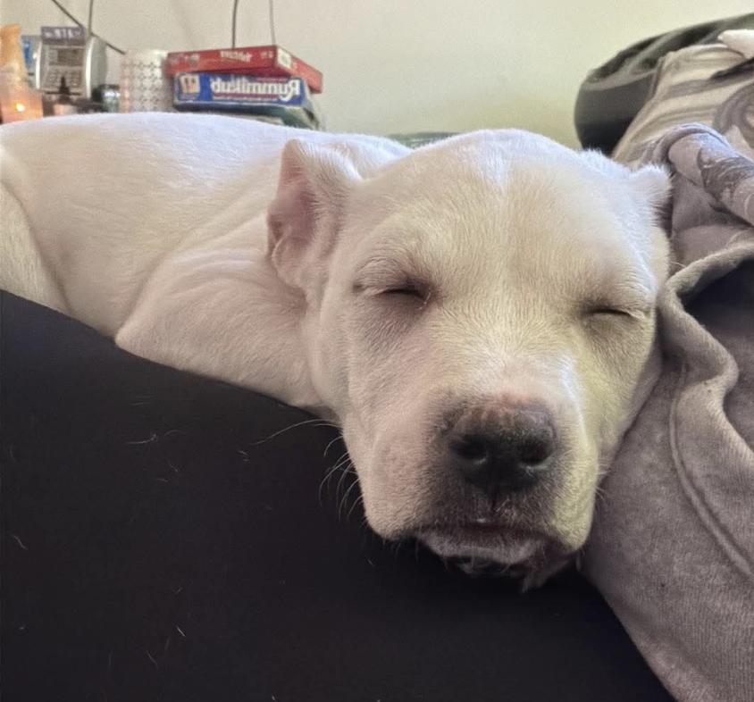 Enlarge Milton, a Adoptable mixed breed in Wolcott, CT image 2/6