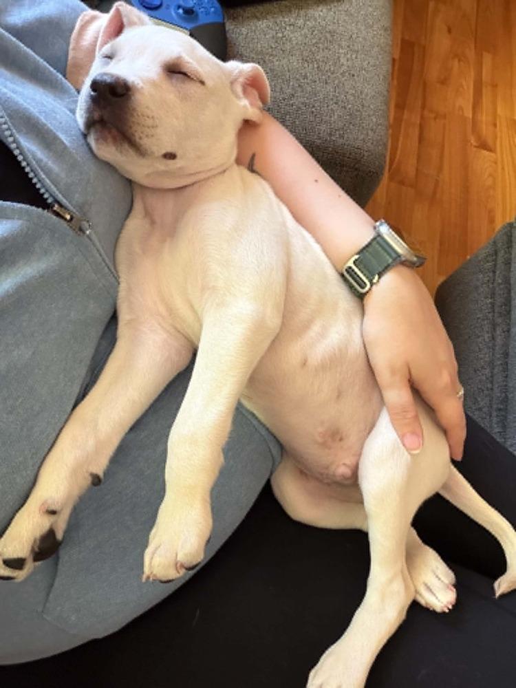 Enlarge Milton, a Adoptable mixed breed in Wolcott, CT image 4/6