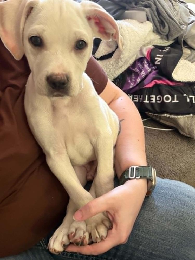 Enlarge Milton, a Adoptable mixed breed in Wolcott, CT image 5/6