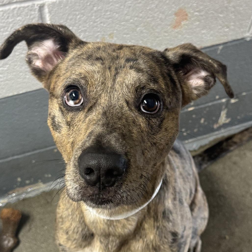 Loki, Adoptable, Adult Male Catahoula Leopard Dog.