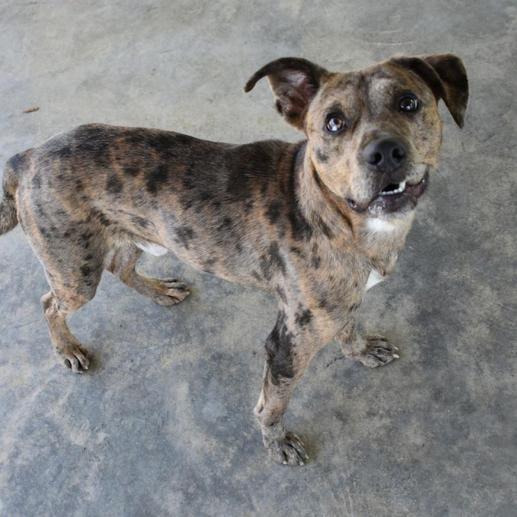 Loki, a Adoptable Catahoula Leopard Dog in Columbus, NC image 2/6