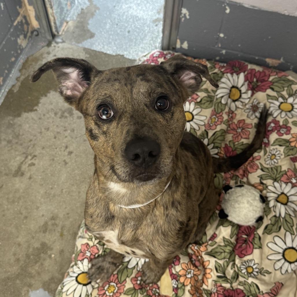 Loki, a Adoptable Catahoula Leopard Dog in Columbus, NC image 3/6