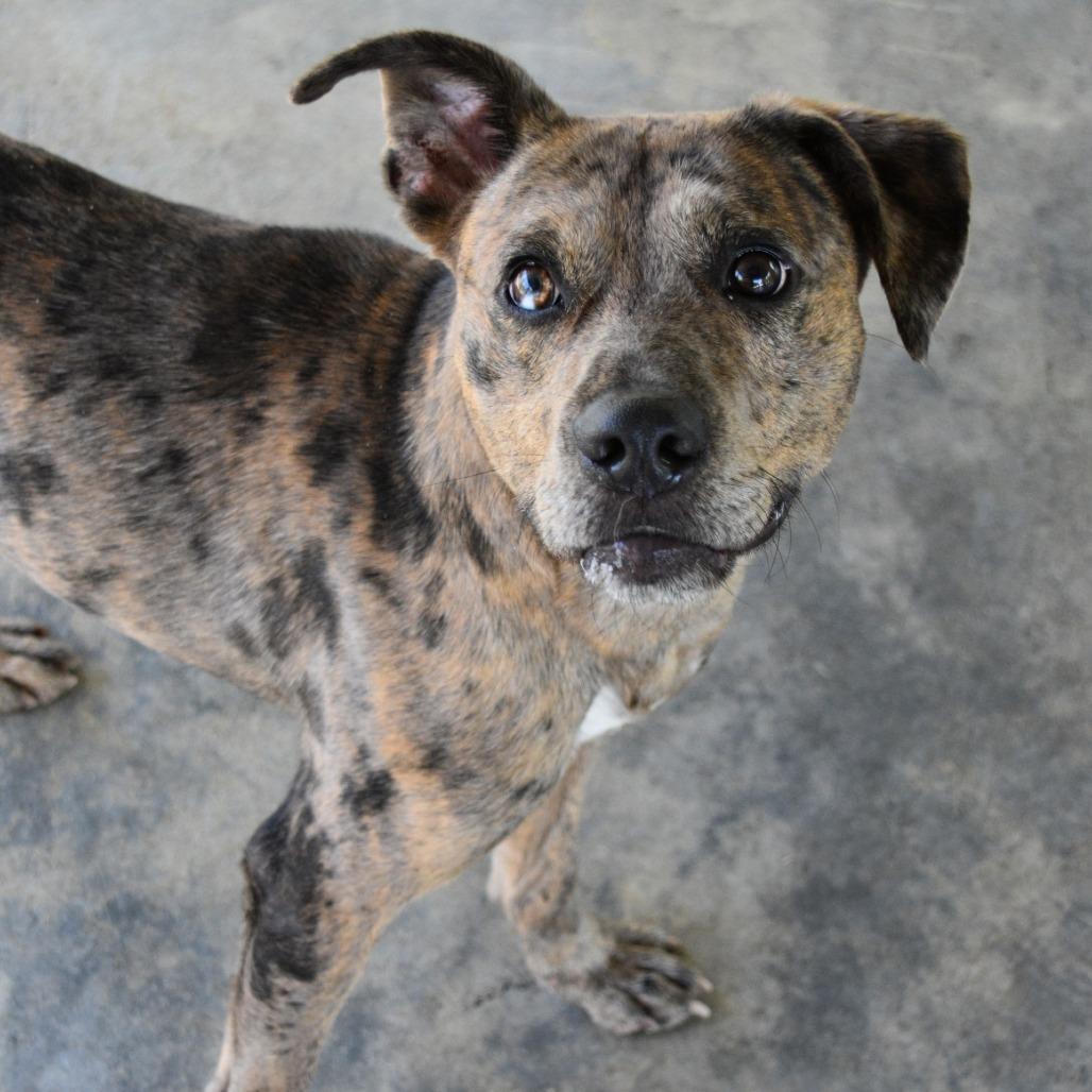Loki, a Adoptable Catahoula Leopard Dog in Columbus, NC image 4/6