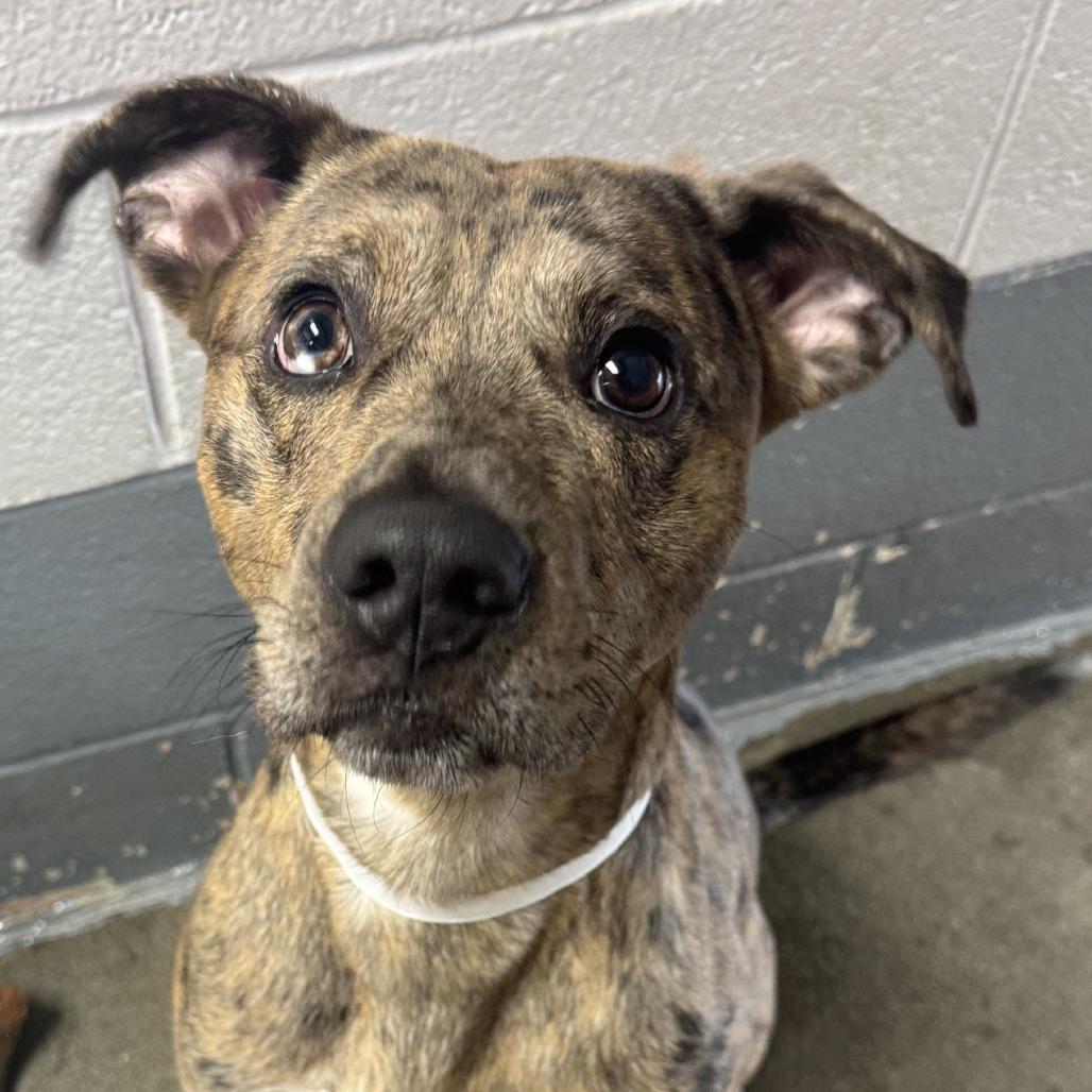 Loki, a Adoptable Catahoula Leopard Dog in Columbus, NC image 5/6