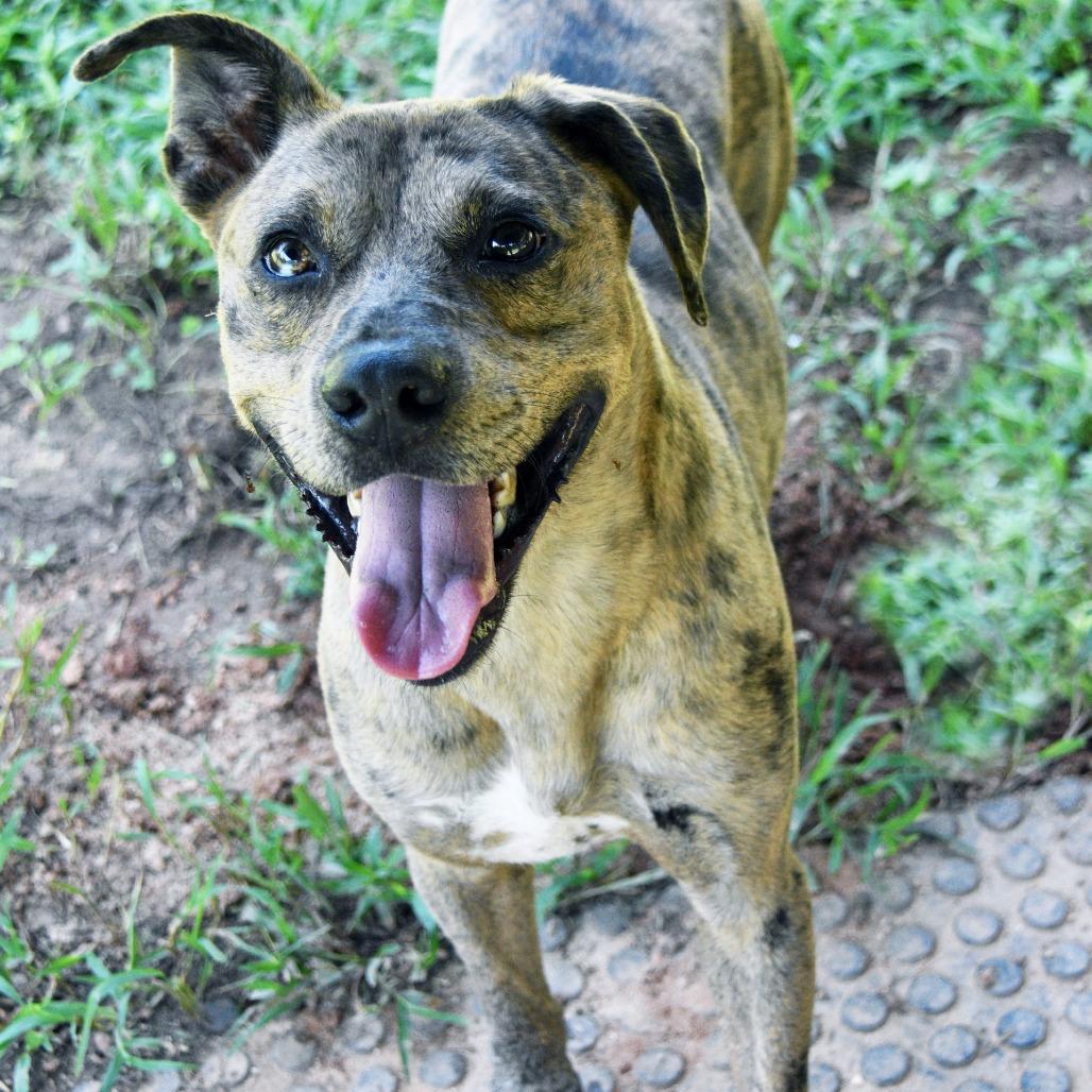 Enlarge Loki, a Adoptable Catahoula Leopard Dog in Columbus, NC image 5/6