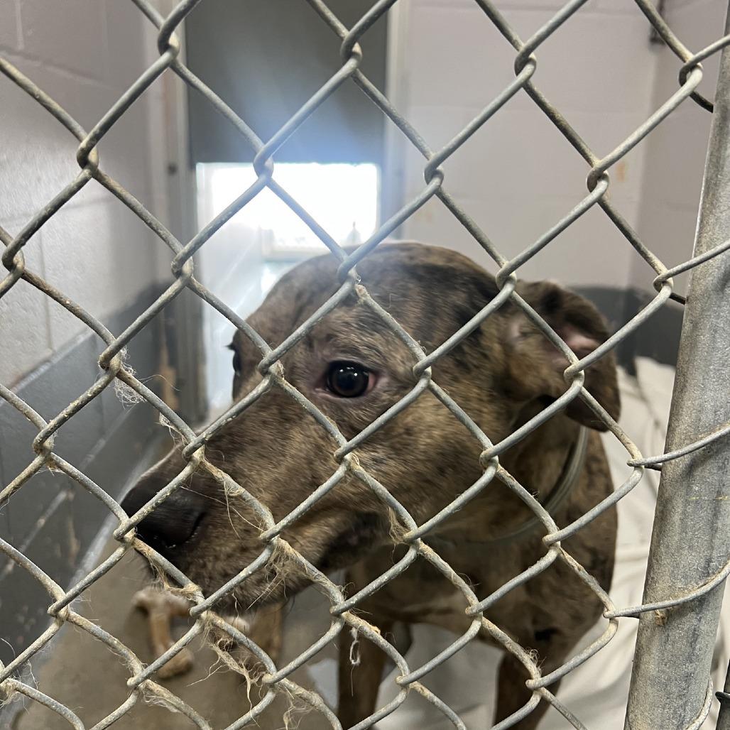 Loki, a Adoptable Catahoula Leopard Dog in Columbus, NC image 6/6
