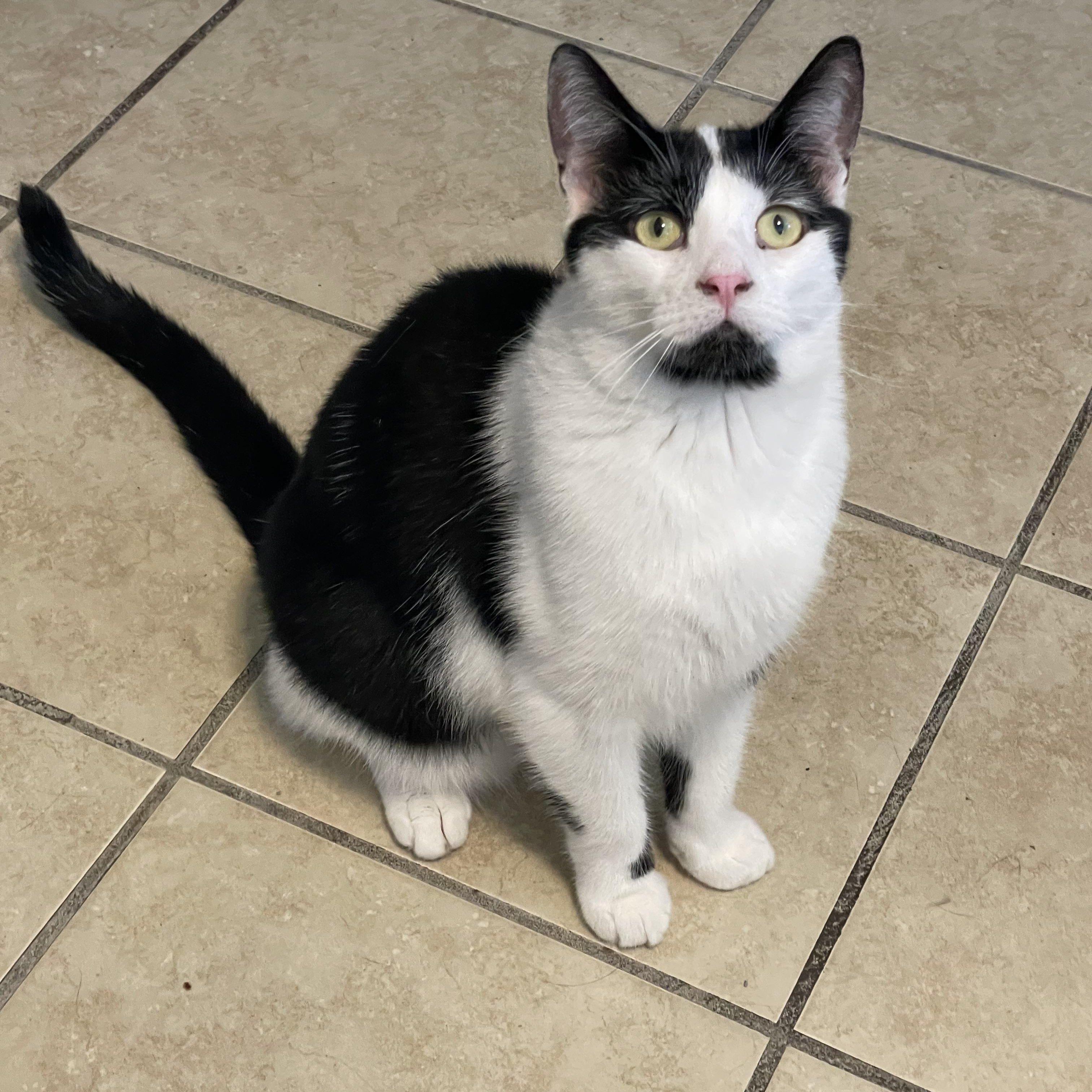 Everest, adoptable, Young Male Domestic Short Hair.