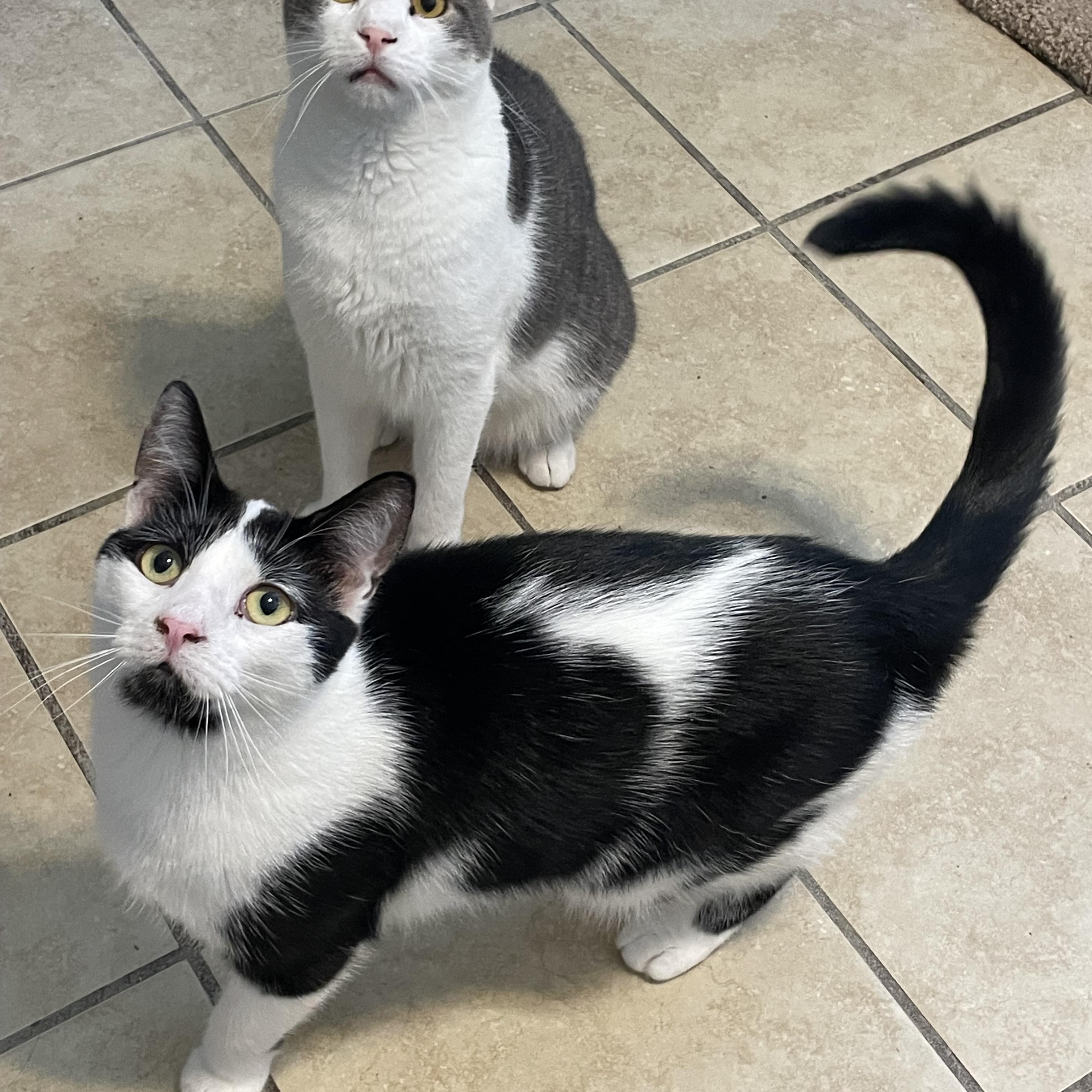 Enlarge Everest, an adoptable mixed breed in Lacon, IL image 4/6