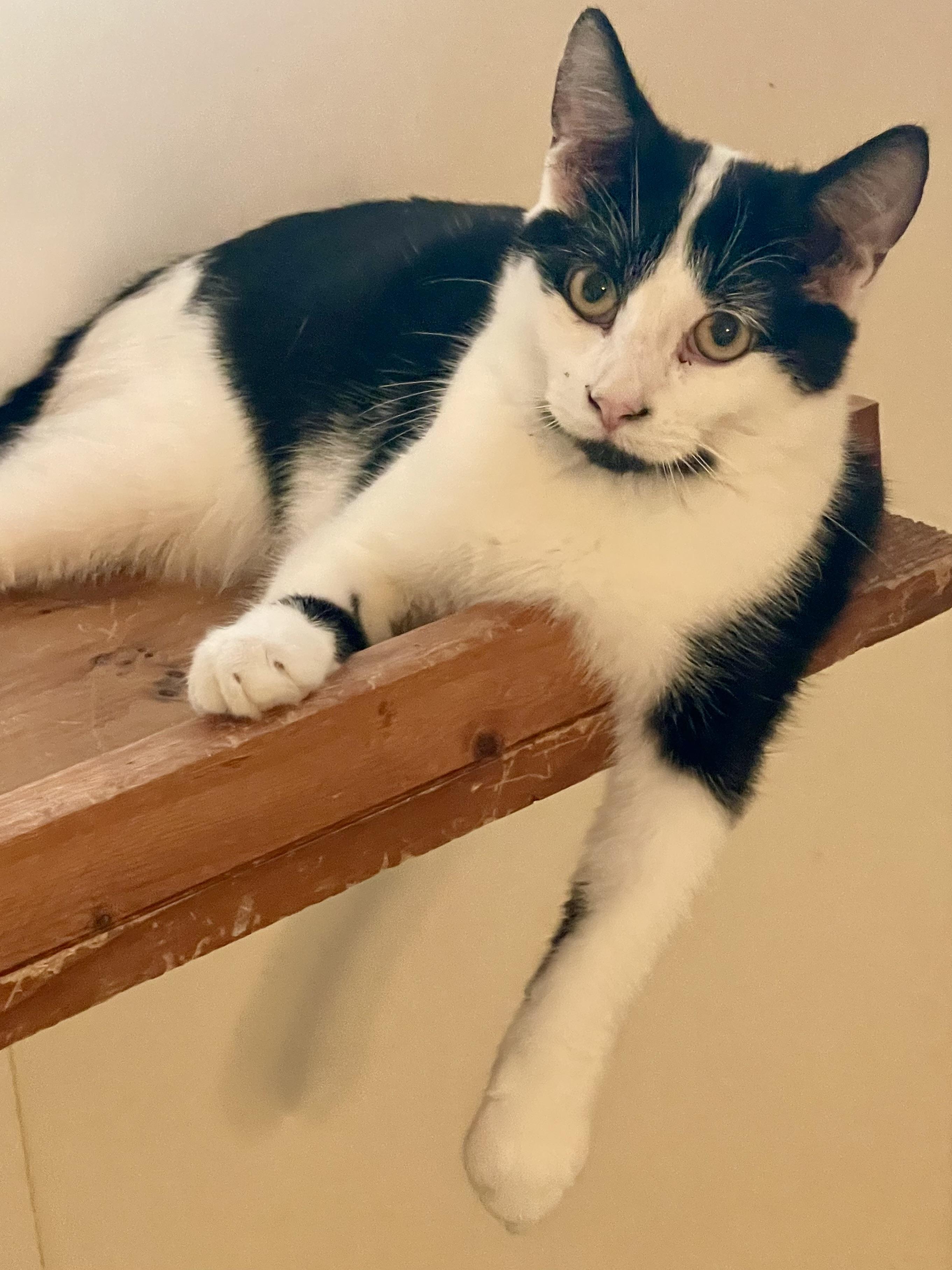 Enlarge Everest, an adoptable mixed breed in Lacon, IL image 6/6