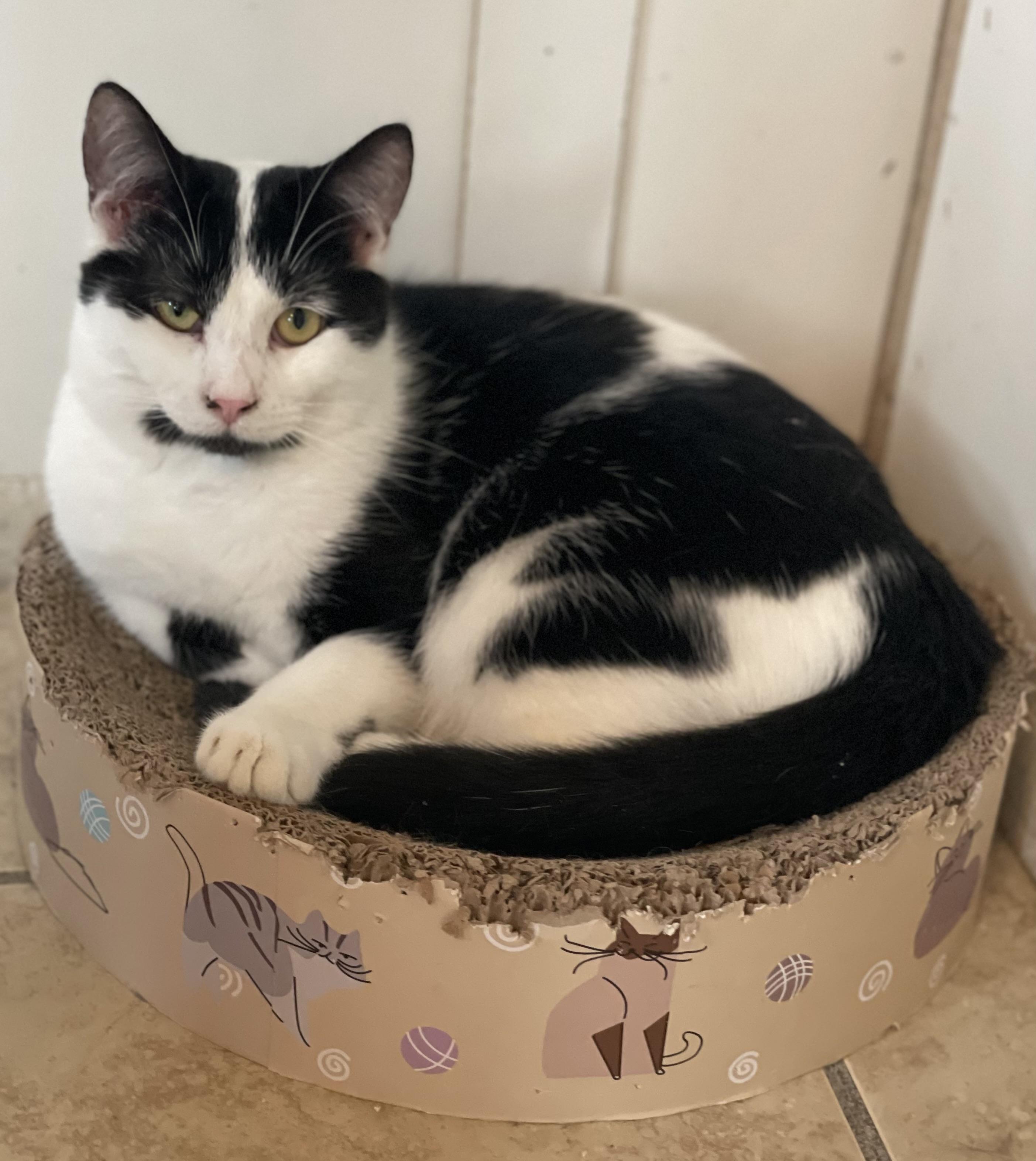 Enlarge Everest, an adoptable mixed breed in Lacon, IL image 3/6