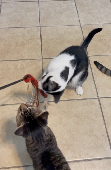 Enlarge Everest, an adoptable mixed breed in Lacon, IL video 2/6