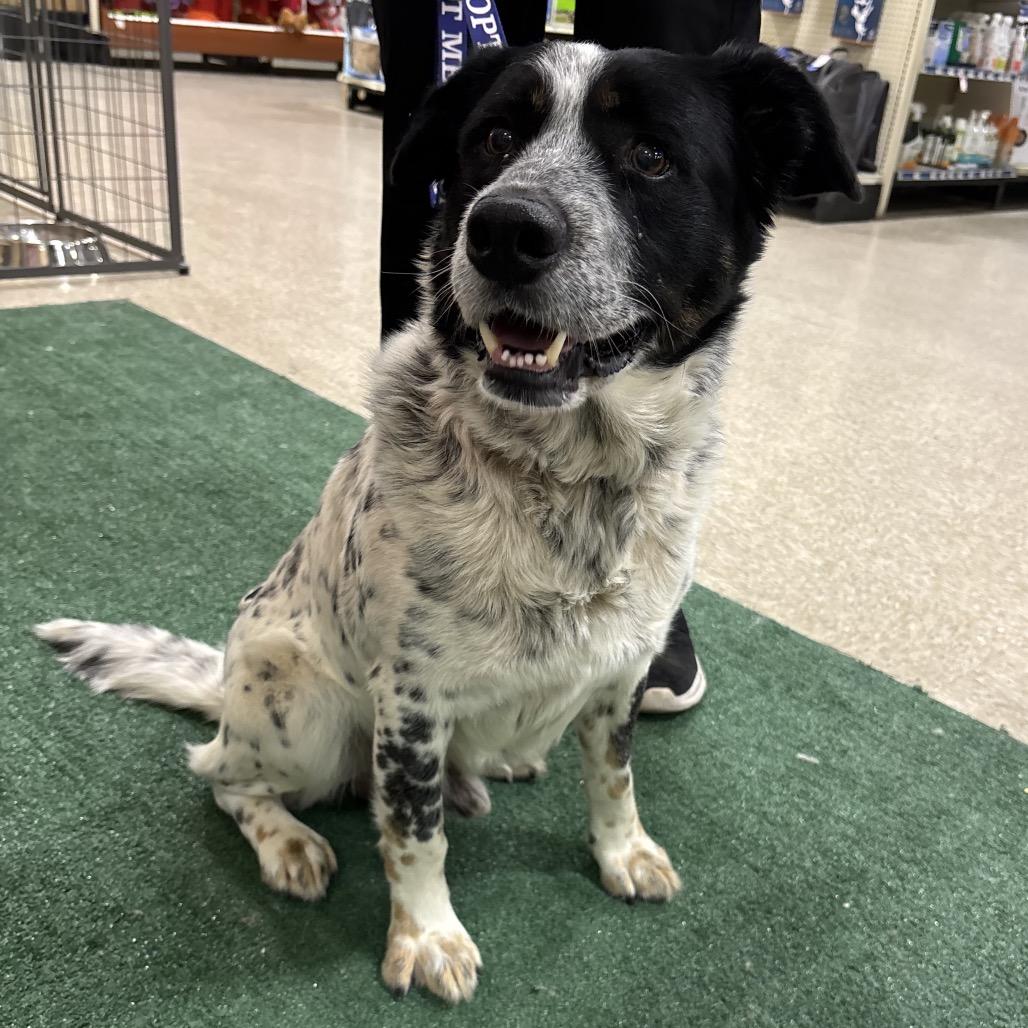 FWT Jasper, Adoptable, Adult Male Australian Cattle Dog / Blue Heeler.