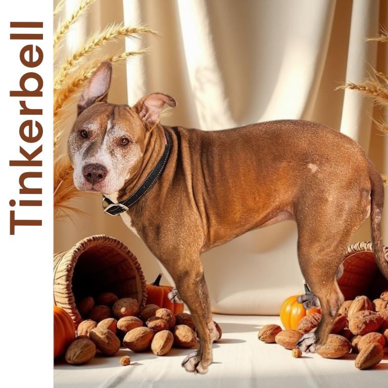 Tinkerbell, Adoptable, Senior Female Pit Bull Terrier.