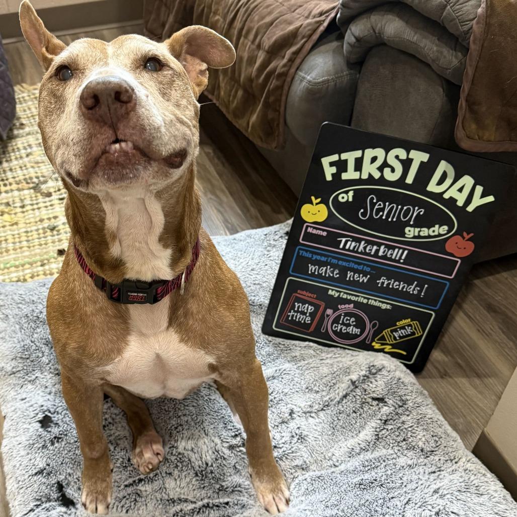 Enlarge Tinkerbell, a Adoptable Pit Bull Terrier in Muncie, IN image 2/5