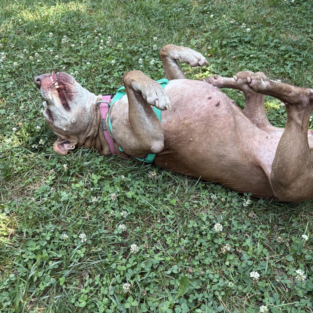 Enlarge Tinkerbell, a Adoptable Pit Bull Terrier in Muncie, IN image 3/5