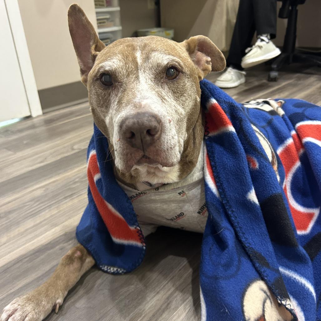 Enlarge Tinkerbell, a Adoptable Pit Bull Terrier in Muncie, IN image 4/5