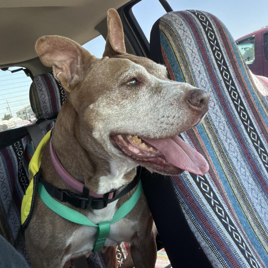 Enlarge Tinkerbell, a Adoptable Pit Bull Terrier in Muncie, IN image 5/5