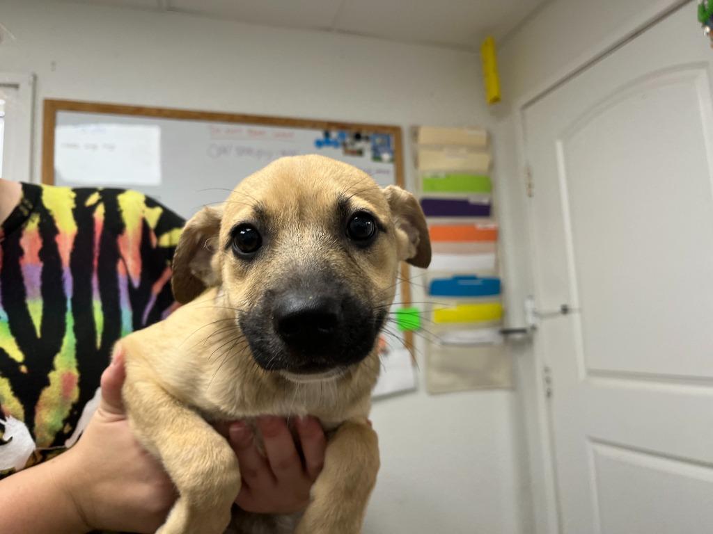 Otter, Adoptable, Puppy Female Shepherd.