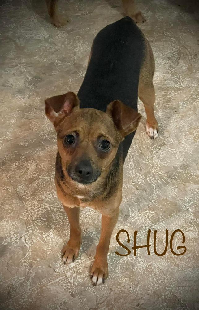 Enlarge Shug, a Adoptable mixed breed in Charlotte, NC image 1/1