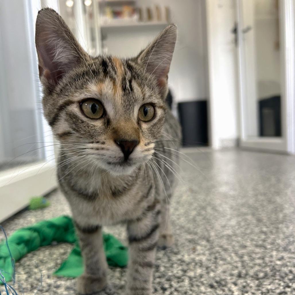 Enlarge Daffodil, a Adoptable Domestic Short Hair in St. Louis, MO image 1/6