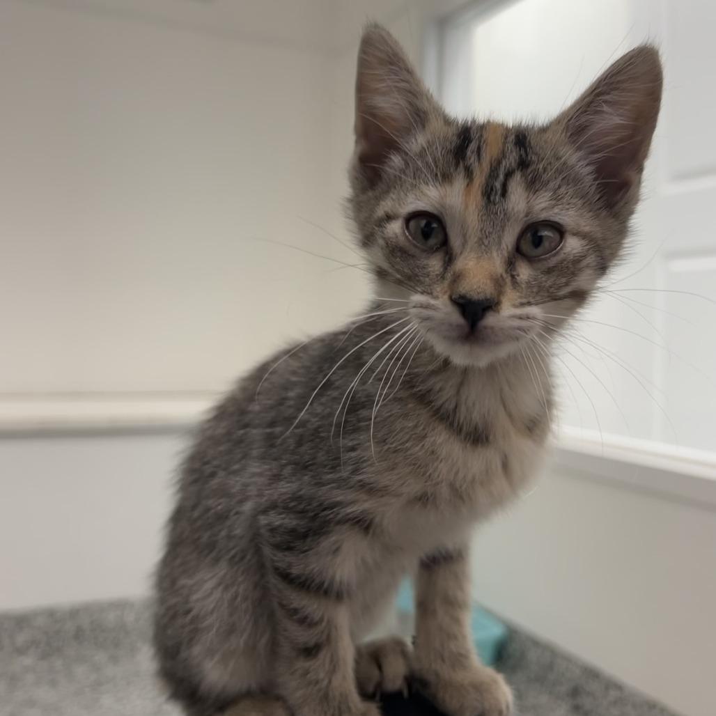 Daffodil, Adoptable, Kitten Female Domestic Short Hair.