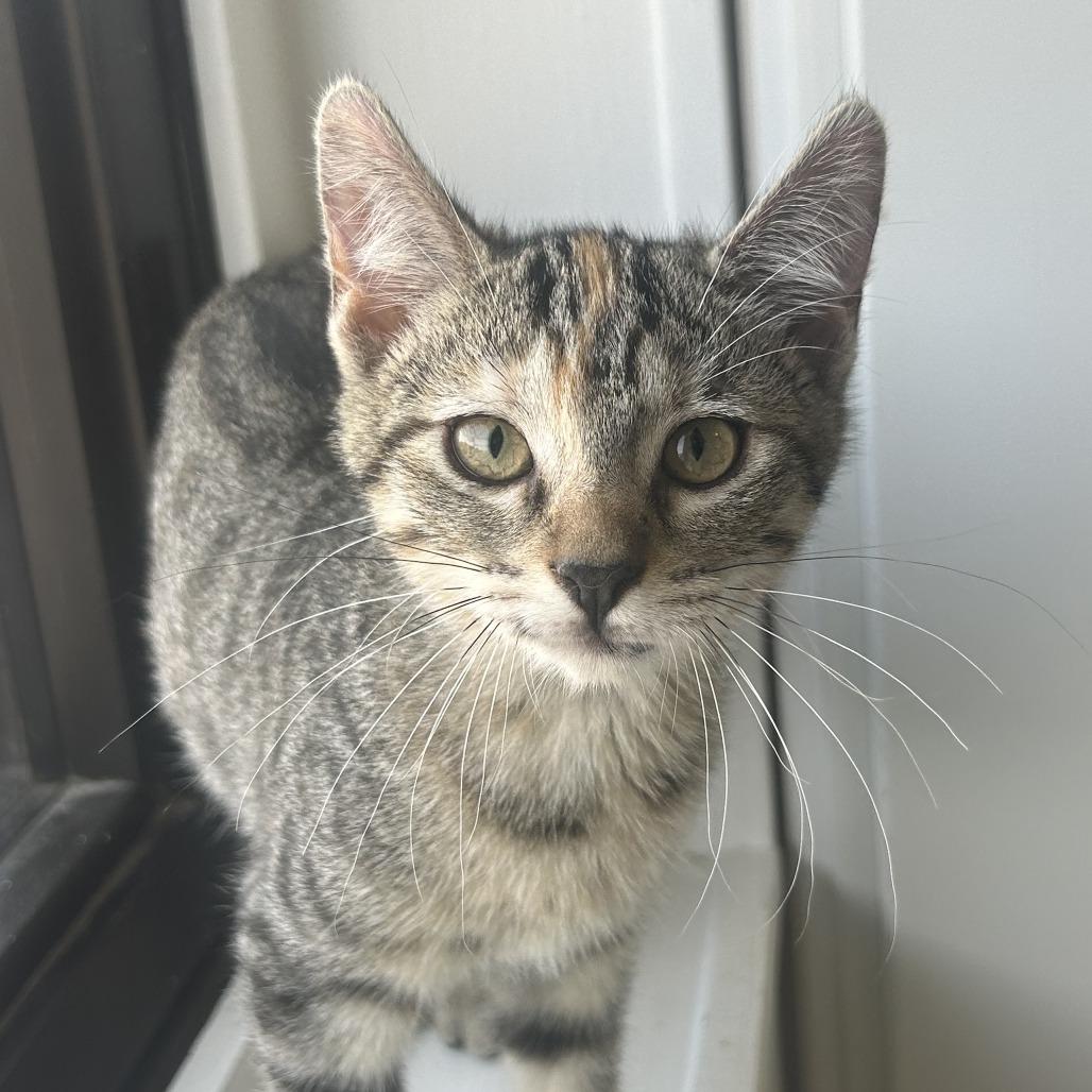 Enlarge Daffodil, a Adoptable Domestic Short Hair in St. Louis, MO image 3/6