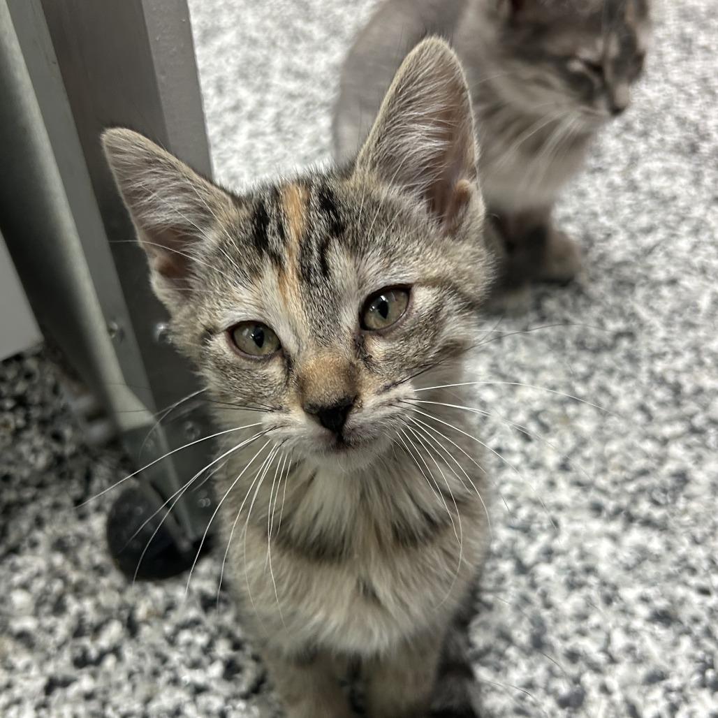 Daffodil, a Adoptable Domestic Short Hair in St. Louis, MO image 2/2