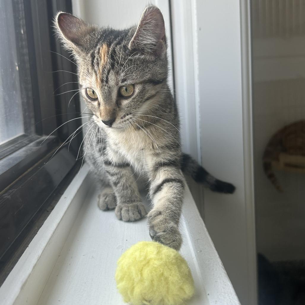 Enlarge Daffodil, a Adoptable Domestic Short Hair in St. Louis, MO image 5/6