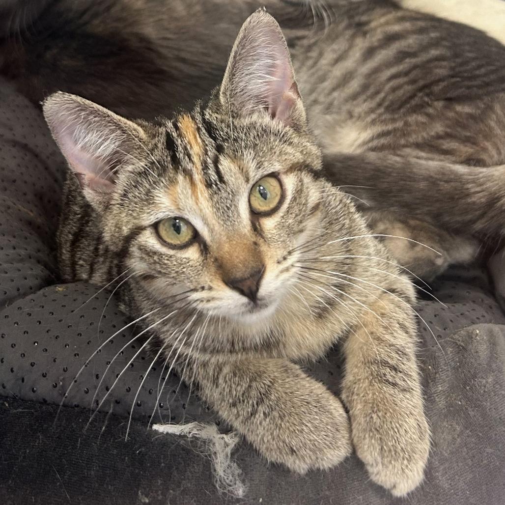 Enlarge Daffodil, a Adoptable Domestic Short Hair in St. Louis, MO image 6/6