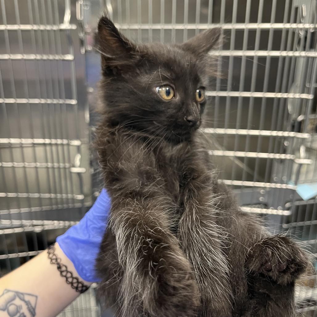 Enlarge Bing (Green), a Adoptable Domestic Short Hair in Greensboro, NC image 1/1