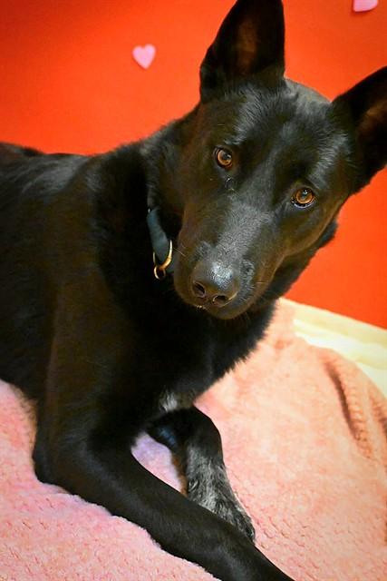 MERRIN, Adoptable, Young Male German Shepherd Dog & Mixed Breed.
