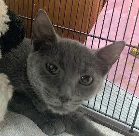 Uno 11.3.25, Adoptable, Kitten Female Domestic Short Hair.