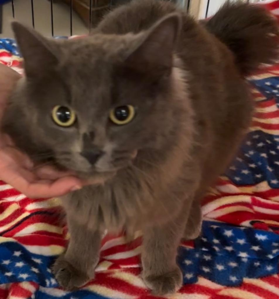 Enlarge DESTINY, a Adoptable American Bobtail in Elizabethton, TN image 1/2