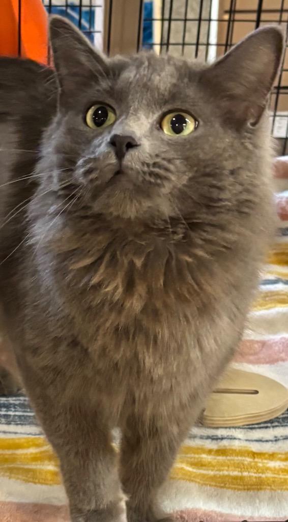 Enlarge DESTINY, a Adoptable American Bobtail in Elizabethton, TN image 2/2