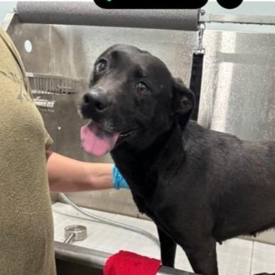 Cleopatra, Adoptable, Adult Female Mixed Breed.